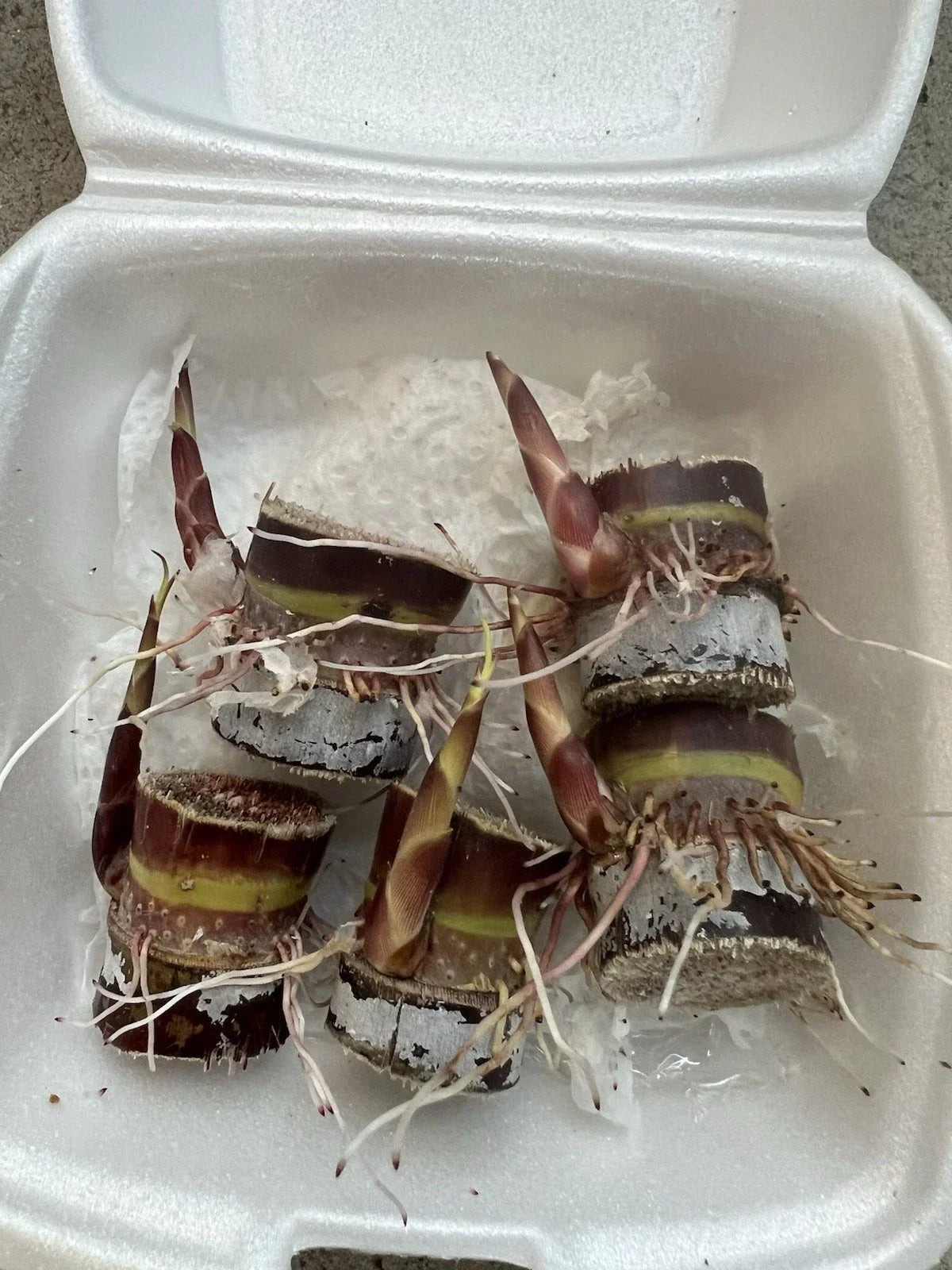 Rooted Dark Purple Sugarcane Cuttings - 5 Live Organic Cane Starts - Sweet Juicy Variety - Saccharum officinarum