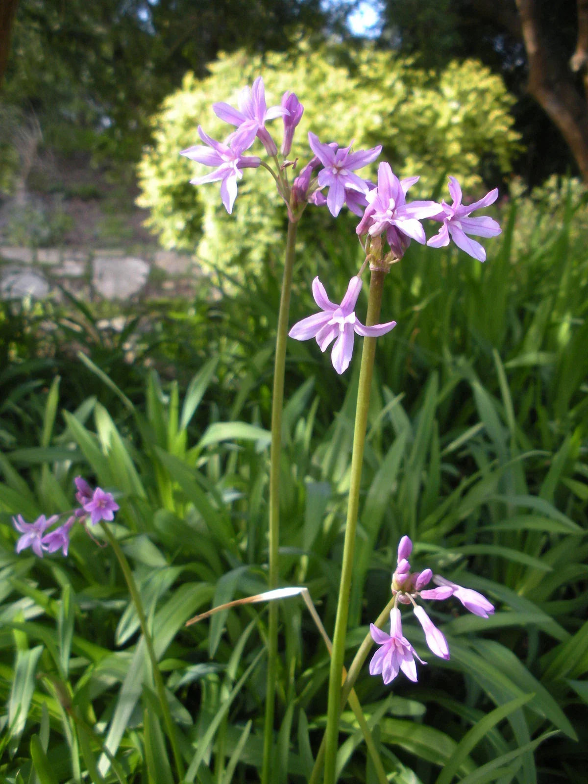 Society Garlic Seeds - 15 Pack - Edible Perennial Flower - Tulbaghia violacea - Aromatic Culinary Plant for Gardens