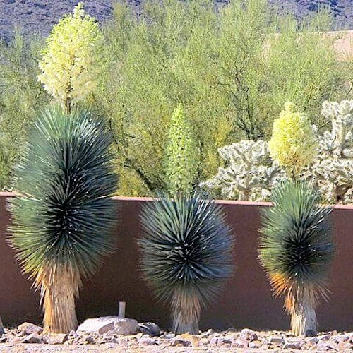 Blue Yucca Tree Seeds - 10 Pack - Rare Yucca rigida - Cold Hardy for Zone 5 - Drought Resistant, Xeriscaping, Pollinator Friendly