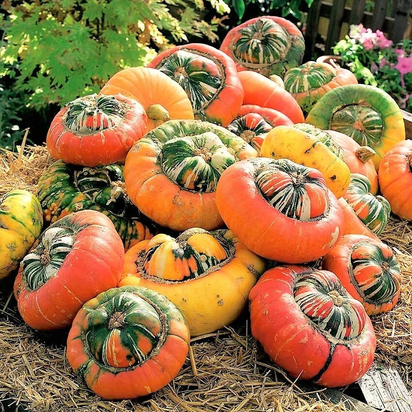 Turk's Turban Pumpkin Seeds | 20 Count | Cucurbita maxima | Non-GMO Turkish Color Cap Hat Pumpkins for Garden and Culinary Use