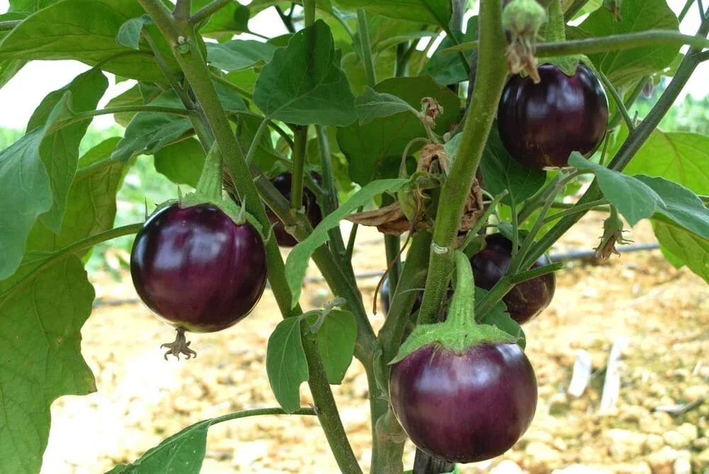 Little Prince Eggplant Seeds - 20 Pack - Heirloom Purple Variety - Solanum melongena - Easy to Grow for Garden & Containers