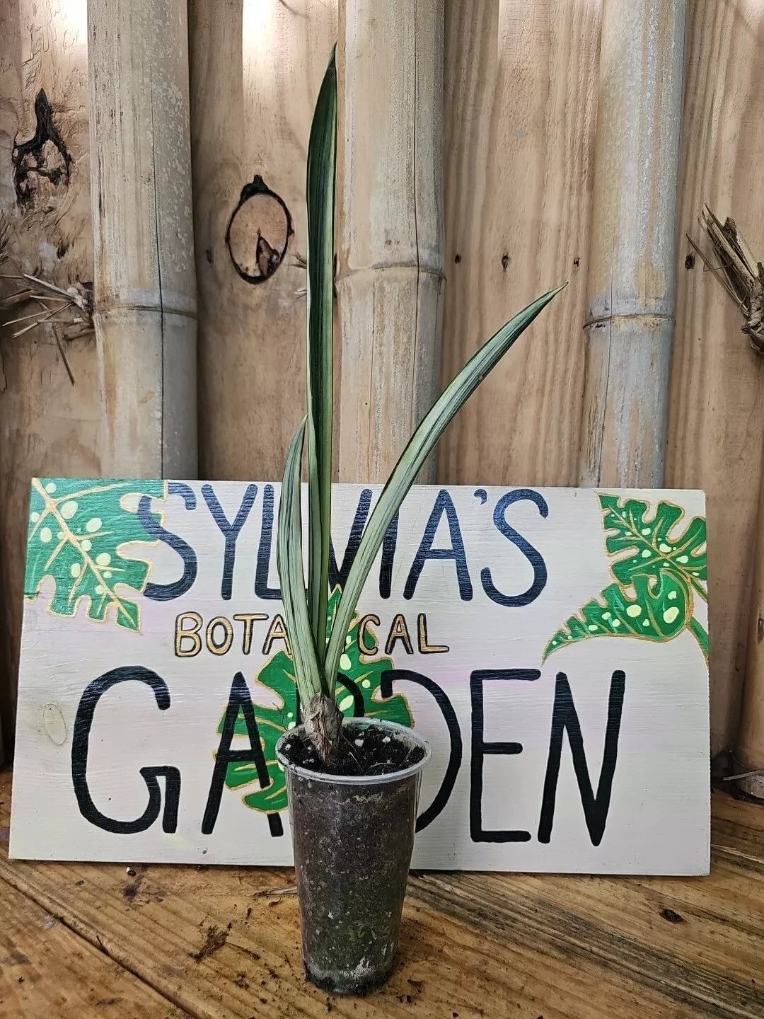 Bantel's Sensation Snake Plant 3" Pot | White Lightning Variegated Sansevieria trifasciata | Indoor Houseplant