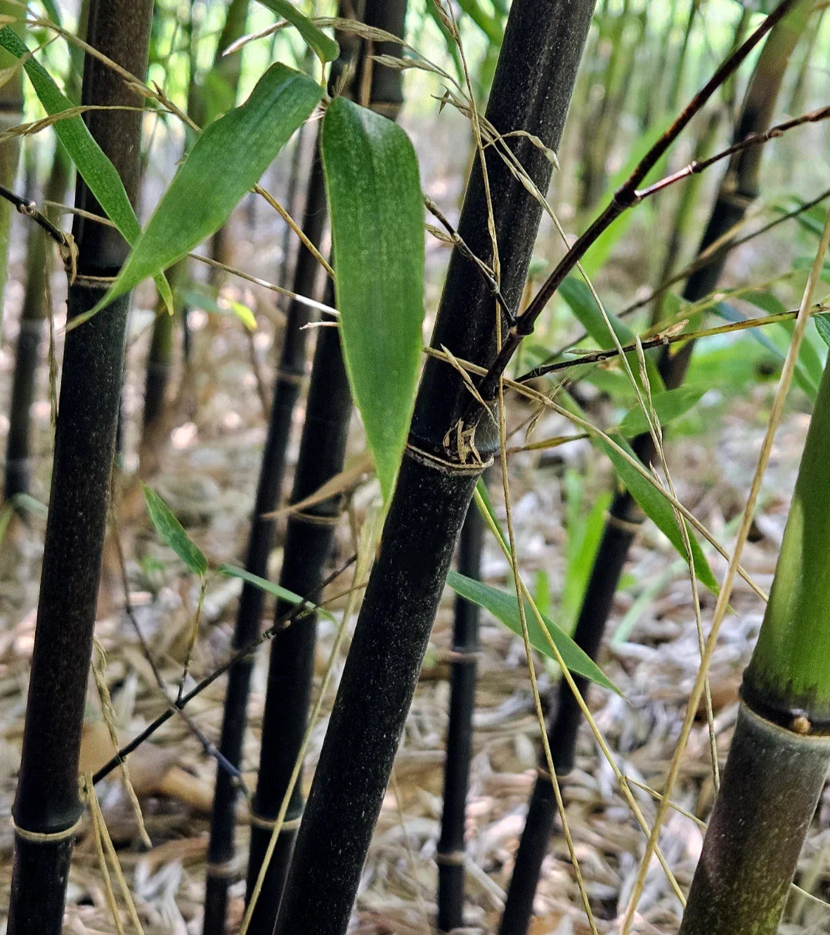 Black Bamboo Rhizomes - Cold-Hardy Evergreen Fast-Growing Privacy Screen - Phyllostachys nigra (3 Pack)