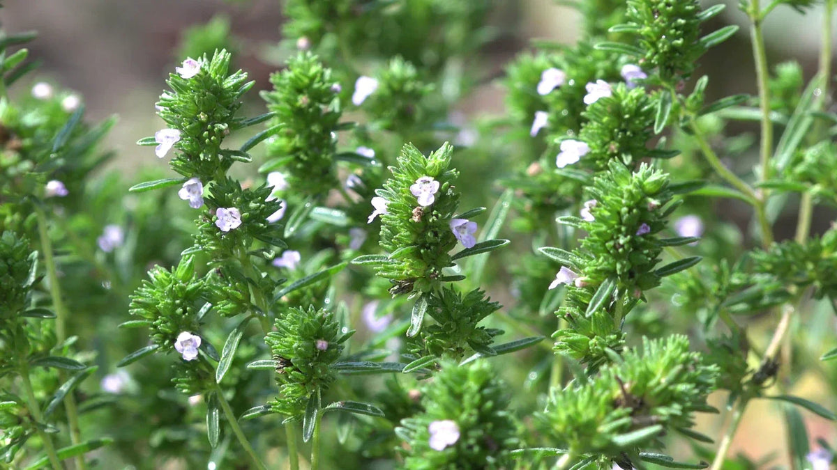 Common Thyme Seeds, Non-GMO, Culinary Herb, Thymus vulgaris, Various Sizes, Ideal for Herb Garden