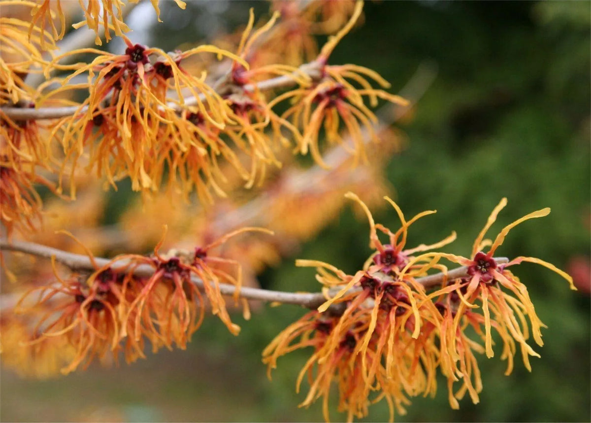 Witch Hazel Starter Plant Set of 2, 8-16 Inch Bare Root, Hamamelis vernalis, Hardy Shrub for Gardens, Fragrant Yellow Flowers