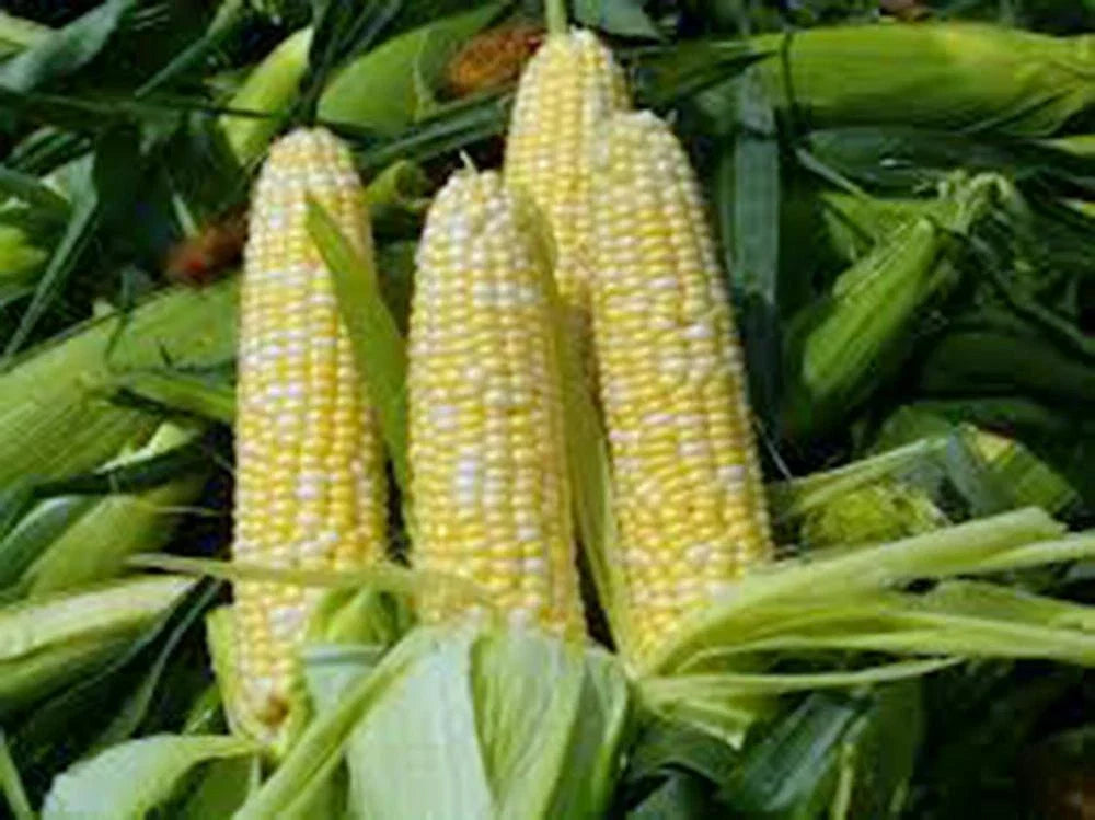 Bi-Color Corn Seeds - 100+ Heirloom Non-GMO Seeds - Butter 'n Sugar Variety - Zea mays
