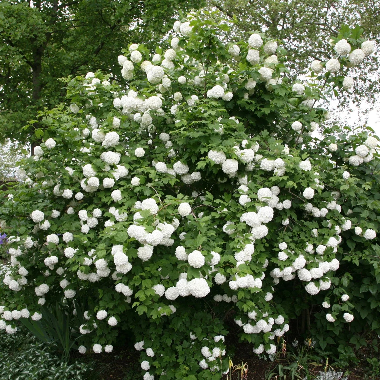 Viburnum opulus 'Roseum' Rooted Cuttings - Quality Plugs for Garden Planting