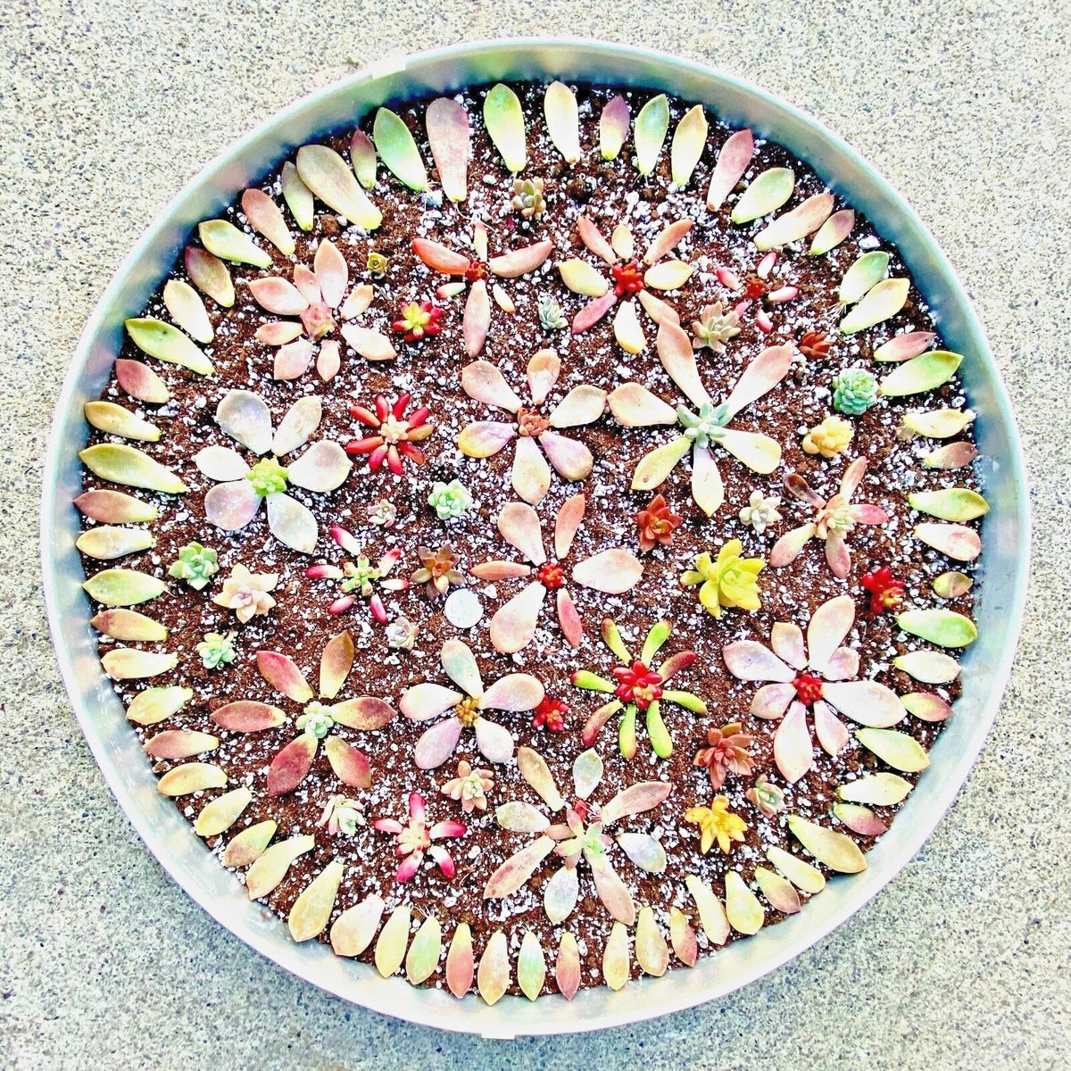 50 Succulent Leaves + 5 Free Cuttings - Echeveria & Sedum Varieties - Freshly Picked, Homegrown Succulent Cuttings