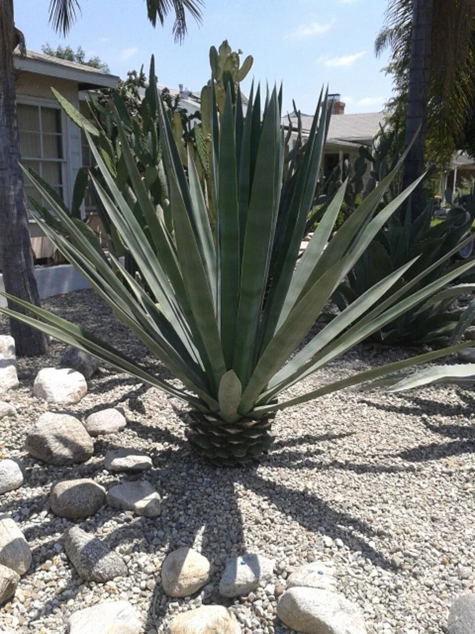 Agave Sisalana Baby Plants - 4" Rooted Green Succulent - Set of 3 - Agave fourcroydes - Drought-Resistant Indoor/Outdoor Plants