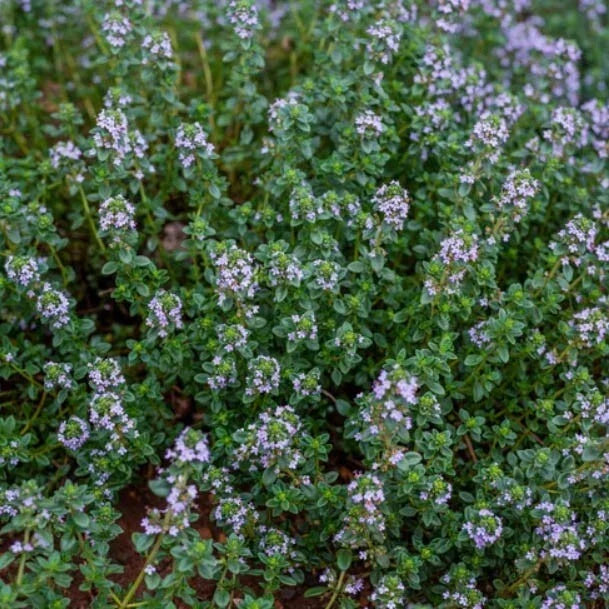 Thyme Seeds 500 Count - German Winter Purple Herb, Fragrant Edible Heirloom, Non-GMO, Thymus vulgaris for Culinary Use