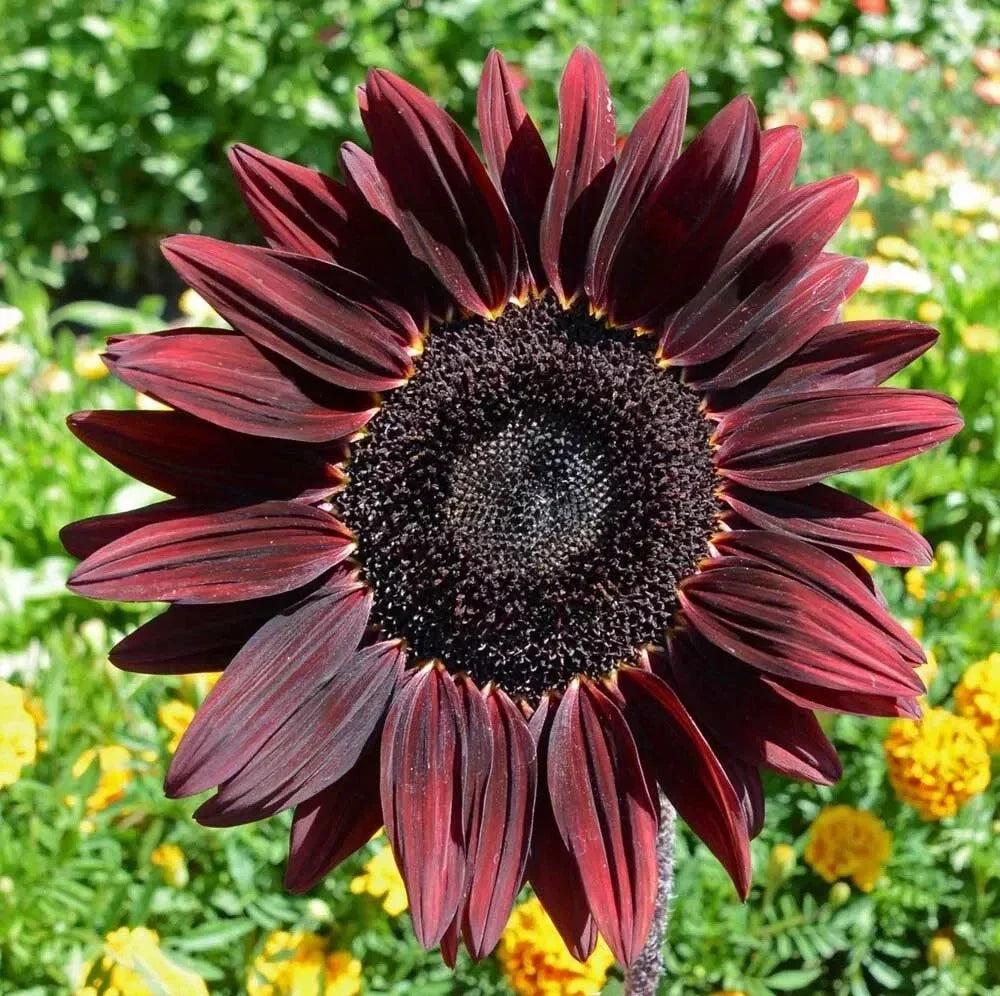 Chocolate Cherry Sunflower Seeds - 50+ Heirloom Organic Non-GMO - Dark Burgundy Blooms (Helianthus annuus)