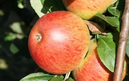 Charles Ross Apple Seeds - 25+ Organic Heirloom Seeds for Garden Planting - Malus domestica - USA