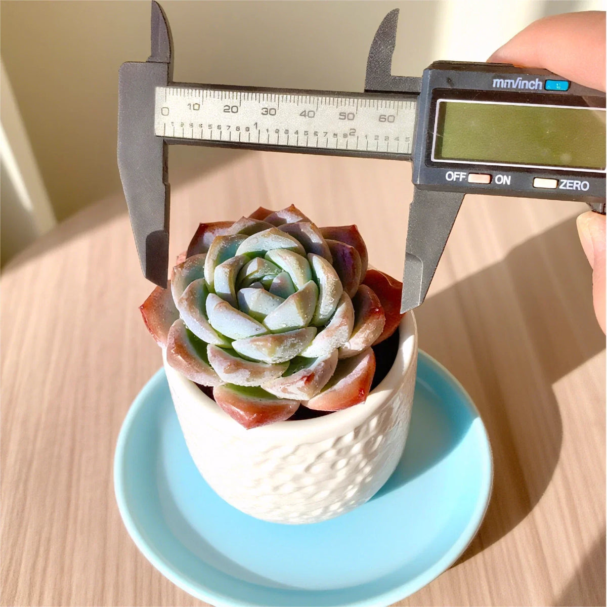 Rare Succulent 2.2" Bare Root Indoor Plant - Easy Care for Home Decor, Unique Variety (Various)