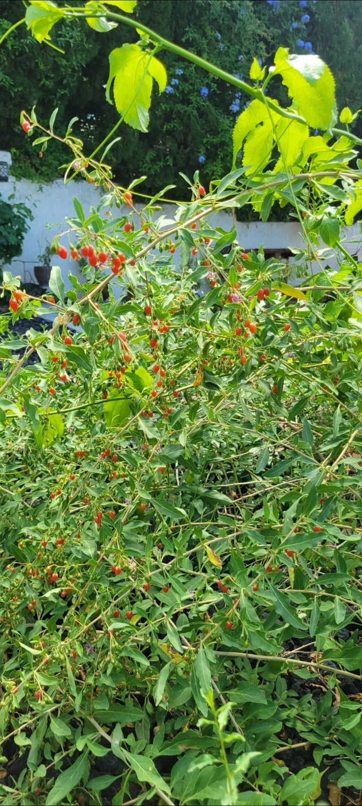 Live Goji Berry Plant 1 Gal Pot - Lycium barbarum - Edible Red Berries - Low Maintenance, Compact Shrub, Perfect for Gardens