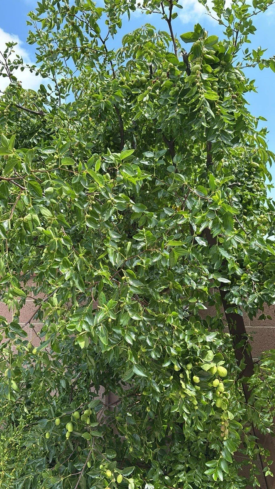 Jujube Tree Cuttings - 5pcs Organic Ziziphus jujuba - Ideal for Home Orchard Planting and Propagation Supplies