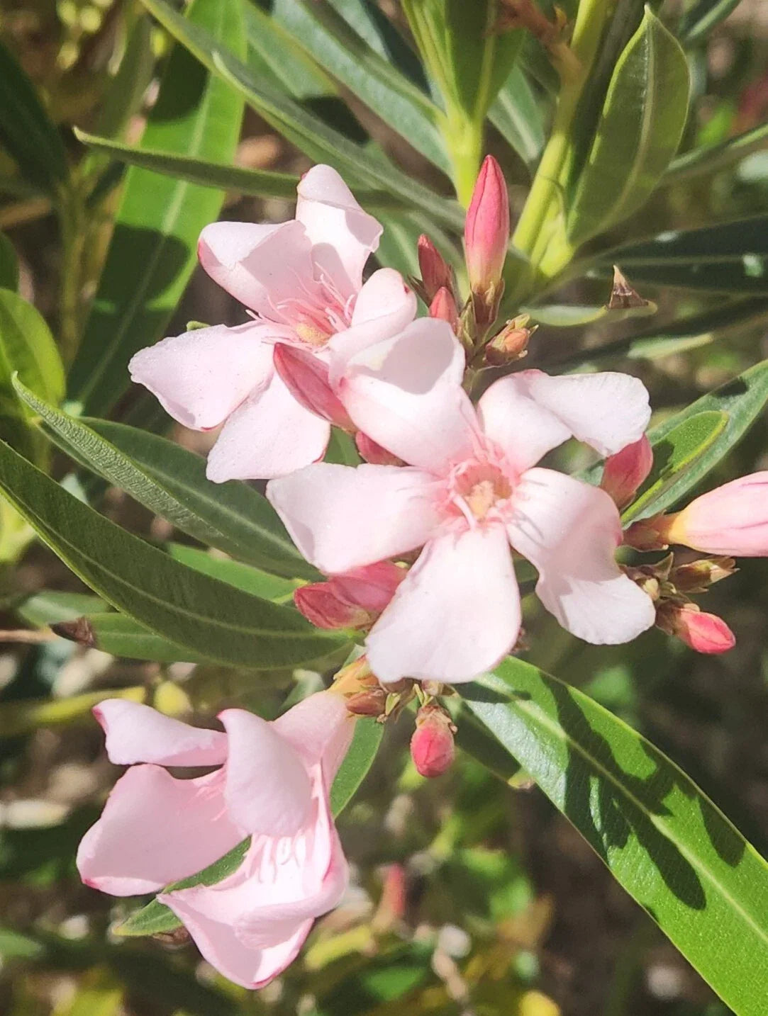 Pink Oleander Seeds 60 Pack - Nerium Oleander - Exotic Garden Plant - Vibrant Pink Flowers - Drought-Tolerant & Hardy