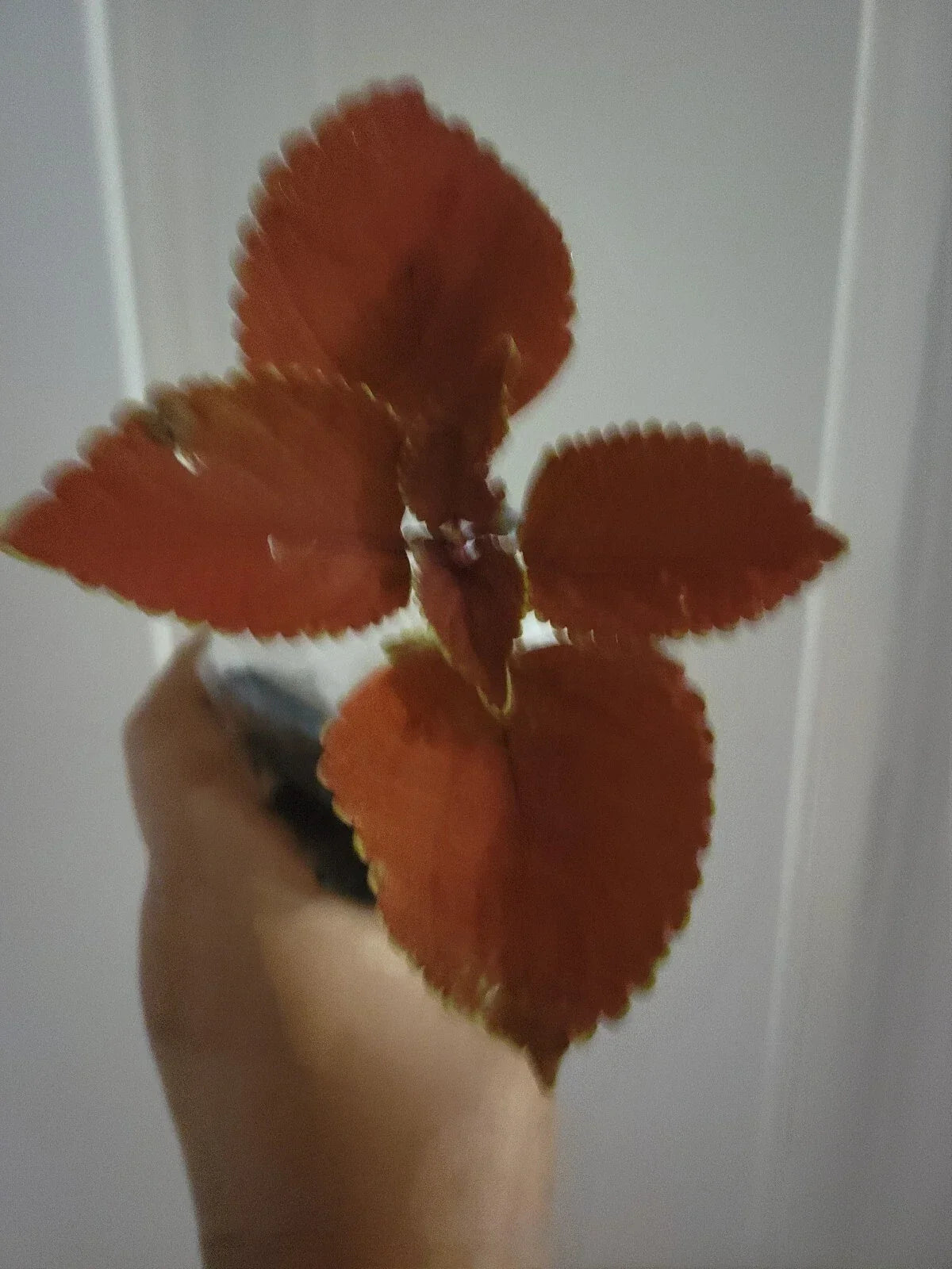 Live Plant - Coleus Main Street Wall Street - Multi-Colored Foliage - Coleus blumei