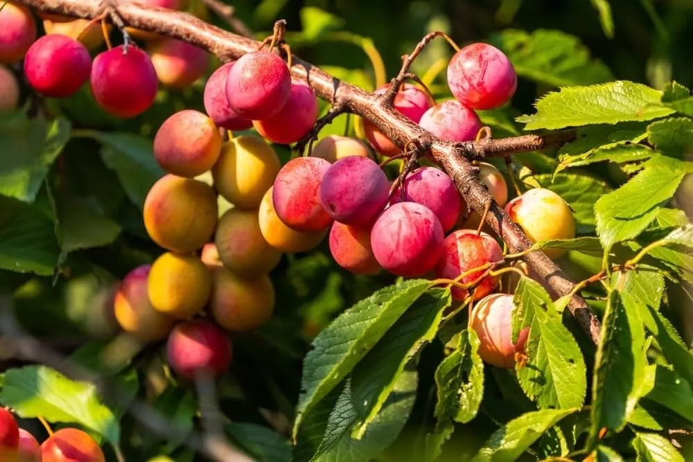 American Plum Bonsai Tree Seedling - 3-Year-Old - Prunus americana - Ideal for Indoor/Outdoor Cultivation