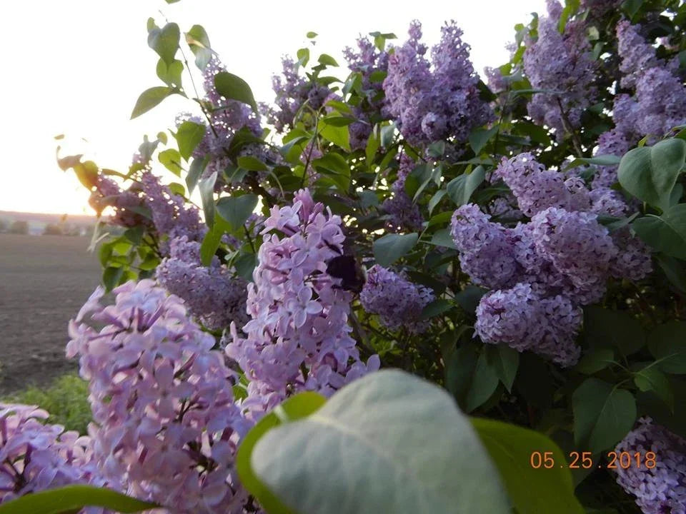 Old Fashioned Lilac Sapling - Dormant Bare Root Shrub - Purple Flowers - Syringa vulgaris - Garden Plant for Borders & Hedges