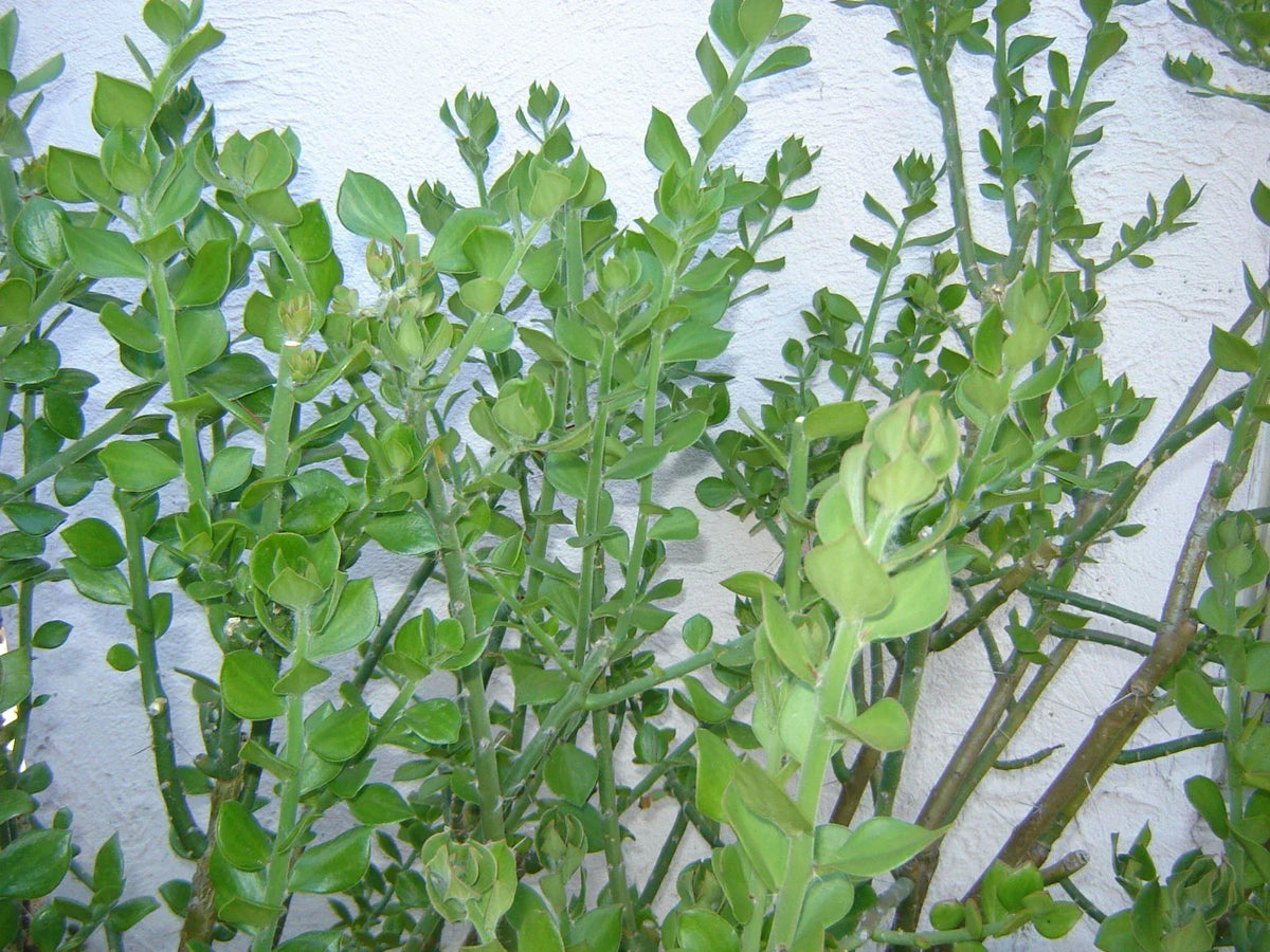Pereskiopsis diguetii Grafting Stock Cuttings 5"-6" - Cactus Grafting Variety - 35 Premium Cuttings for Optimal Growth