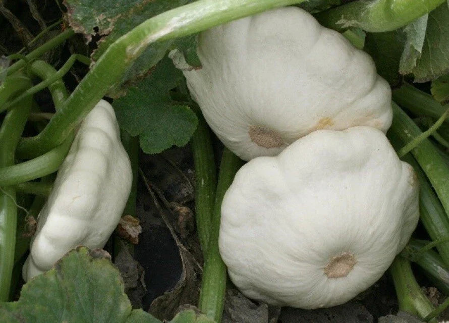 Early White Bush Scallop Squash Seeds - 25 Count - Pattypan - Cucurbita pepo - Non-GMO, Summer Variety for Garden or Containers