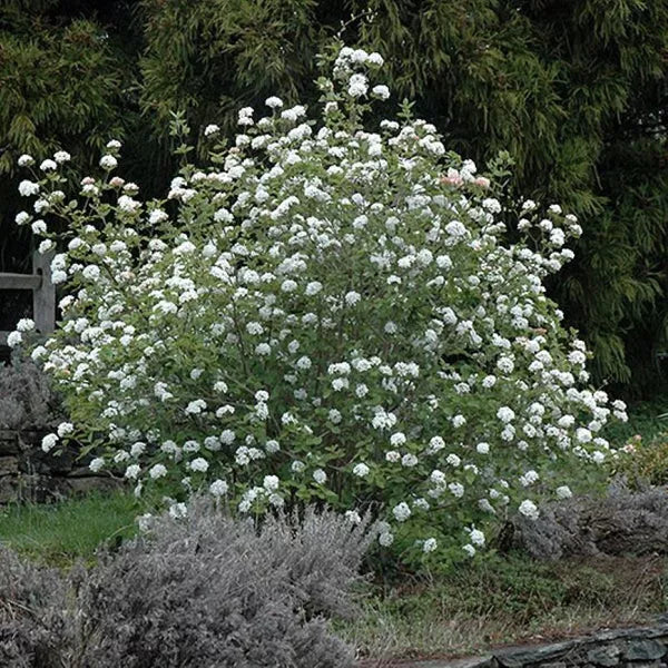 Korean Spice Viburnum Live Plant 18" Bare Root White Flowers Fragrant Shrub Viburnum carlesii