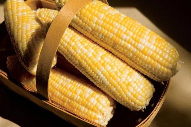 Sweet Corn Seeds Pack of 50 - Temptress Variety - Non-GMO - Zea mays - Perfect for Home Gardening & Fresh Eating