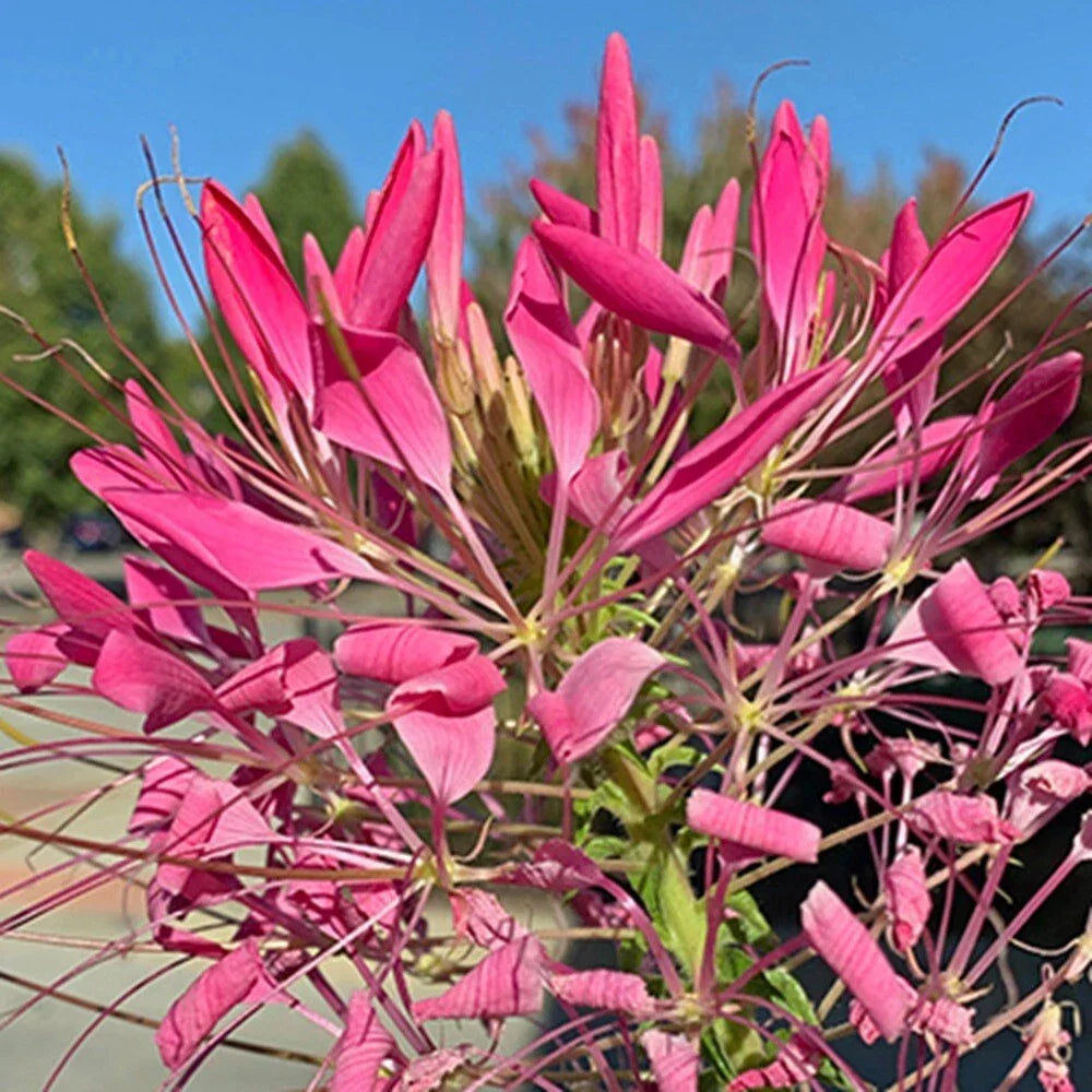 Cerise Spider Seeds - 100 Pack - Clome Spinosa - Perennial Flower Seeds for Butterflies & Bees - US Grown