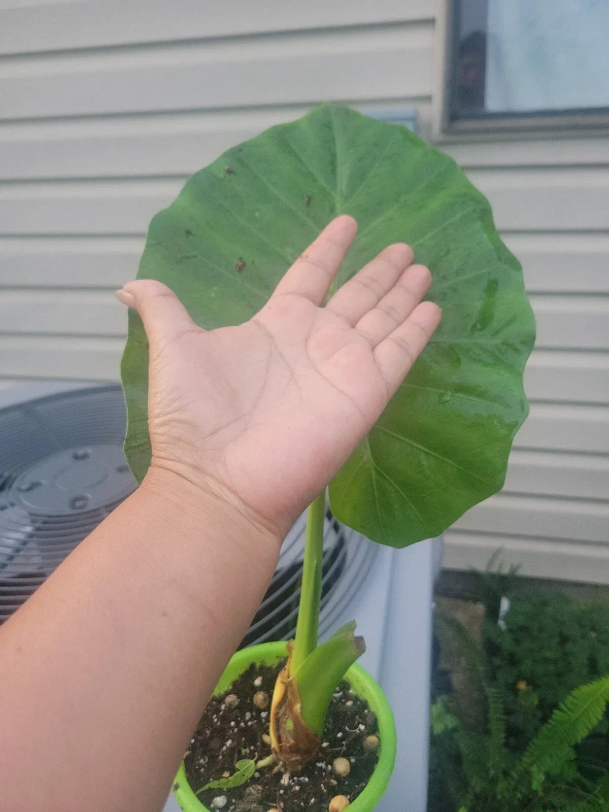 Calidora Elephant Ear Plant - Live Alocasia 'Calidora' - Tropical Houseplant - Persian Palm Variety - Indoor/Outdoor Foliage