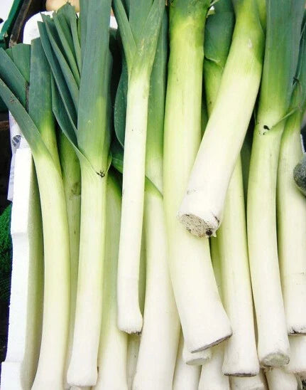 Leek Seeds 200+ American Flag Variety Allium porrum Non-GMO Heirloom Vegetable Seeds for Home Gardens