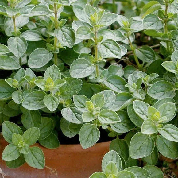 Italian Oregano Seeds - 500+ Count - Origanum Vulgare Wild - Non-GMO, Ideal for Culinary Use and Gardening