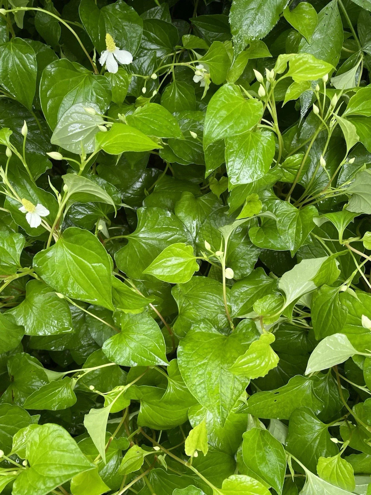 Bare Root Houttuynia Cordata Plants - Fish Mint - Culinary Edible Herb - 20 Pack - Live Herbal Plants for Garden and Pots