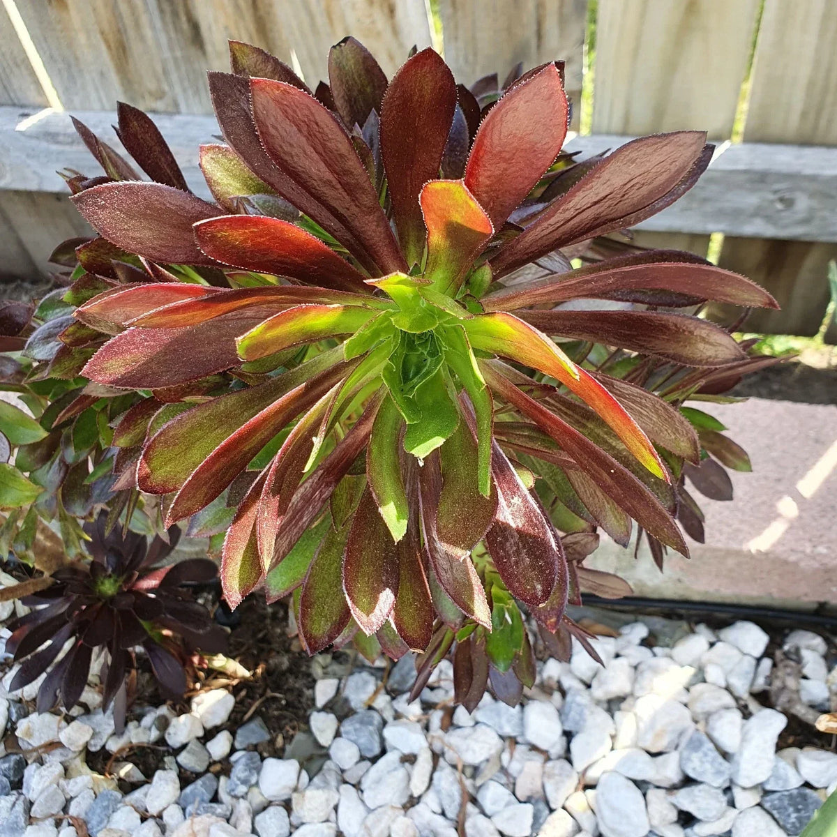 Aeonium Merlot Succulent Cuttings - Purple Green Leaves - 2" or 4" Pot - Aeonium 'Merlot' - Perfect for Indoor Garden