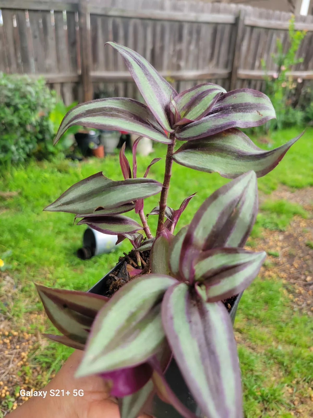 Wandering Jew Plant 3" Pot Rare Variegated Tradescantia Zebrina Live Houseplant - 3 or More Plants Included