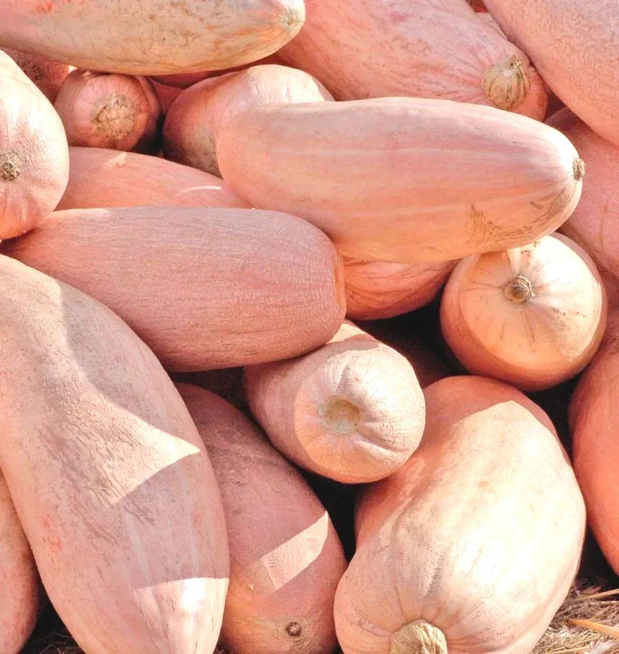 Pink Banana Squash Seeds - Pack of 10 - Cucurbita maxima - Non-GMO Vegetable Seeds for Roasting and Baking - 2025 Harvest