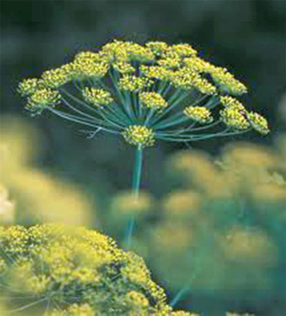 Dill Seeds - 100 Heirloom Non-GMO - Aromatic Culinary Herb - Anethum graveolens - Easy to Grow for Home Gardening
