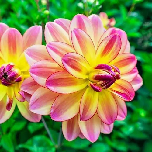 Dahlia Plant Bulb Tuber 1 Live Pink Yellow Variegated Pacific Ocean Dahlia, Full Sun, Deer Resistant, Premium Bare Root