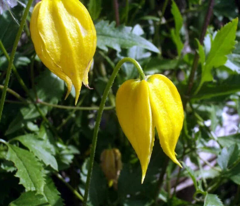 Golden Clematis Seeds (20 Seeds) - Clematis tangutica - Hardy Perennial Flowering Vine with Yellow Blooms