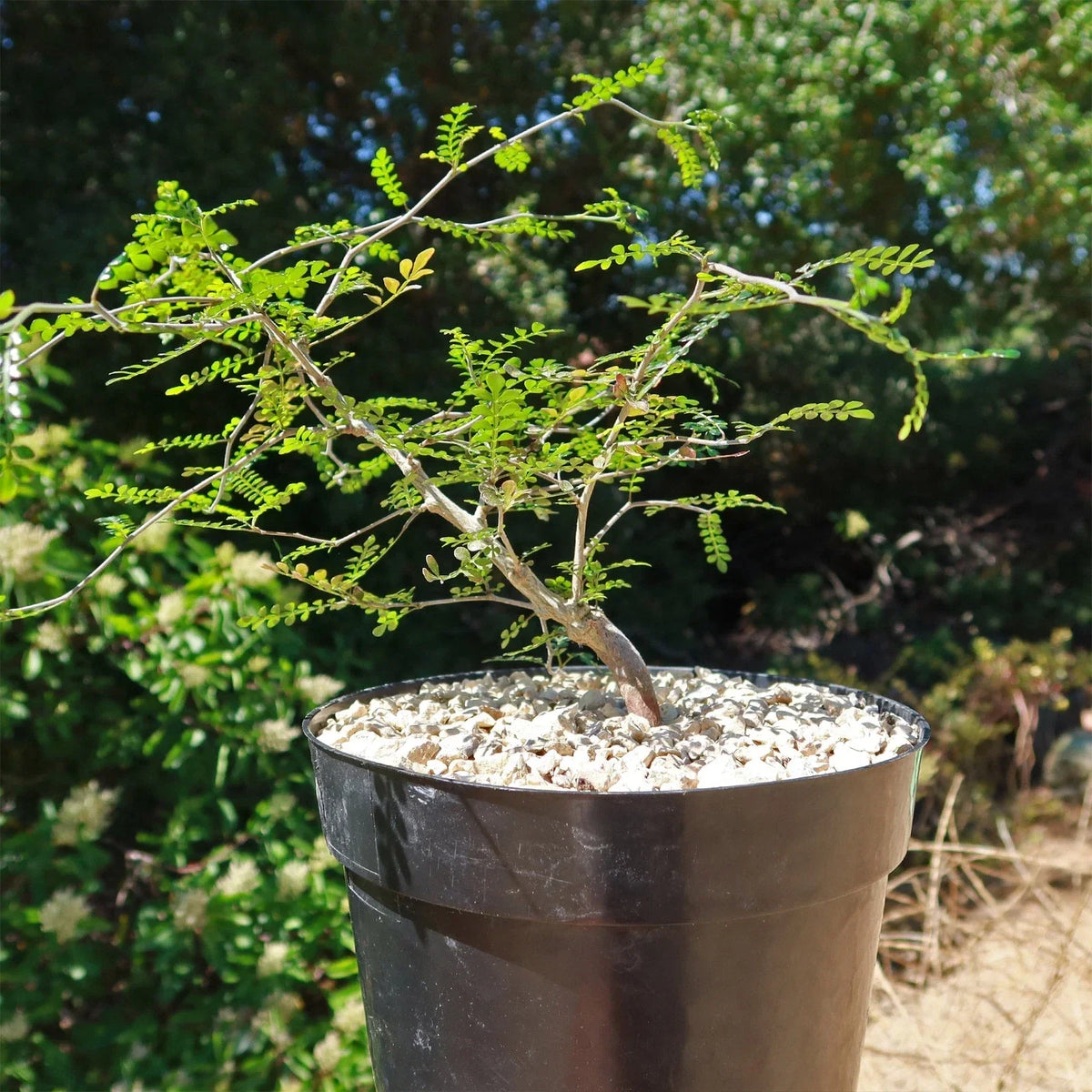 Operculicarya pachypus Cactus Plant | Live Succulent | Unique Green Elephant Bush | Drought-Resistant Indoor Decor