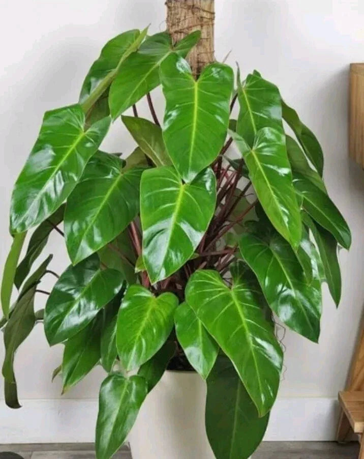 Syngonium Cuttings - White Butterfly Goosefoot - Live Indoor Plant Cuttings - Syngonium podophyllum for Propagation