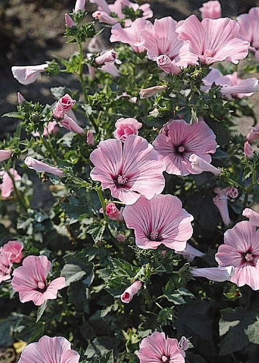 Rose Mallow Live Plant 12+ Inches Hibiscus moscheutos Bare Root Hardy Zones 3-8 - Pink, Red, or White Blooms