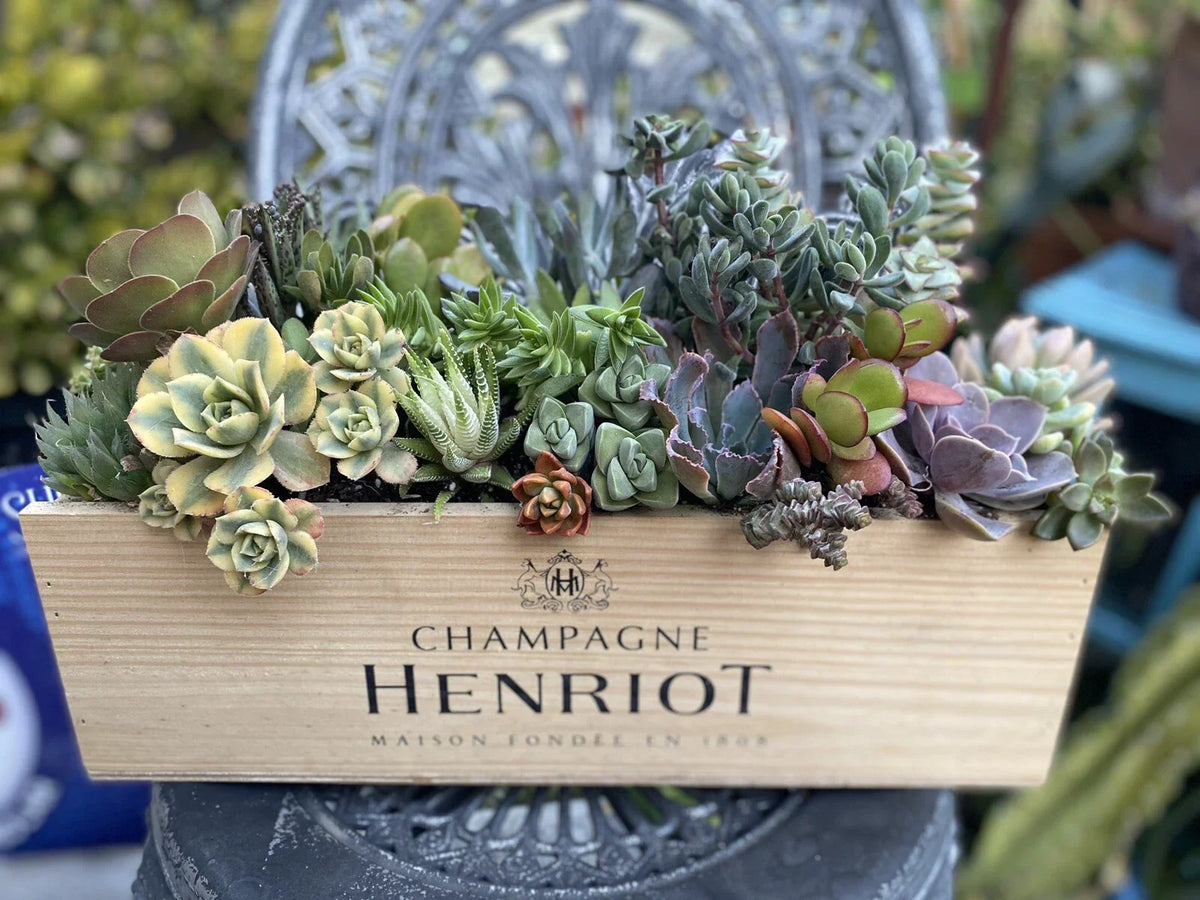 Succulent Arrangement Starter Kit - 25+ Assorted Cuttings in Wine Box - Various Varieties - Echeveria, Sedum, and More
