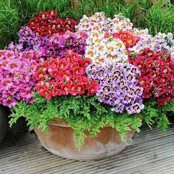 Schizanthus Butterfly Flower Seeds - Colorful Orchid-like Blooms - Schizanthus pinnatus - Ideal for Sunny Window Gardening