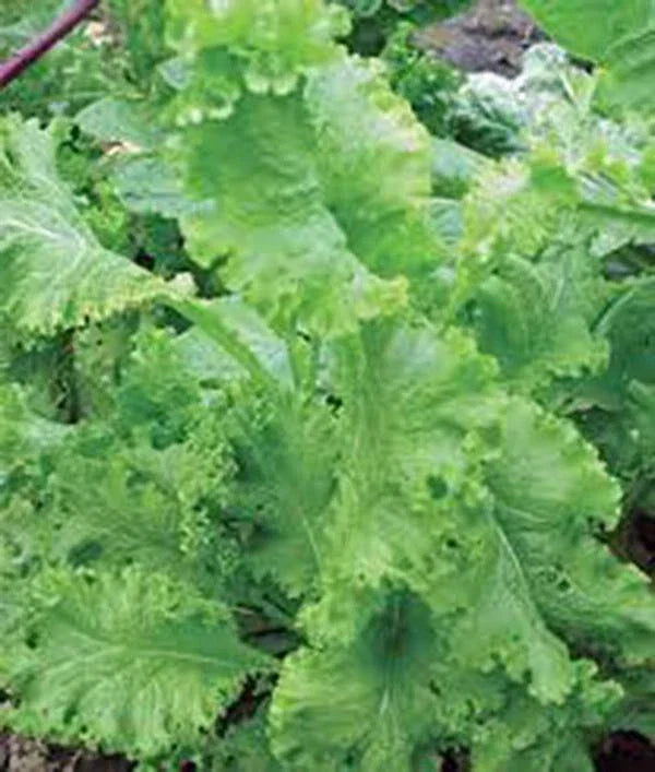 Mustard Greens Seeds - 100 Non-GMO Southern Giant Heirloom - Brassica juncea - Fast-Growing Leafy Greens for Home Garden