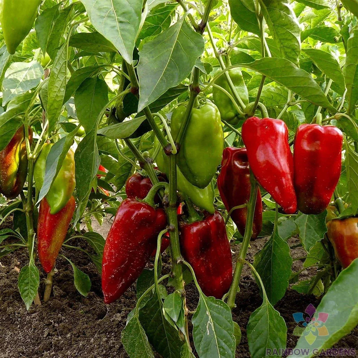 Carmen Hot Pepper Seeds - 25+ Seed Pack - Capsicum Annuum - Non-GMO, USA Grown, Easy to Grow for Garden Planting