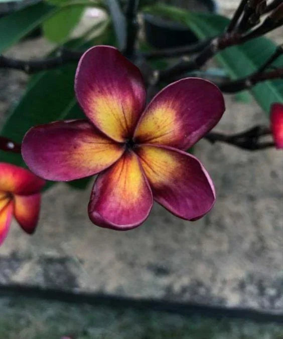Plumeria Seeds - 5 Pack Dark Purple Yellow Flowers - Plumeria rubra - Perennial Garden Plants - Tropical Flower Seeds