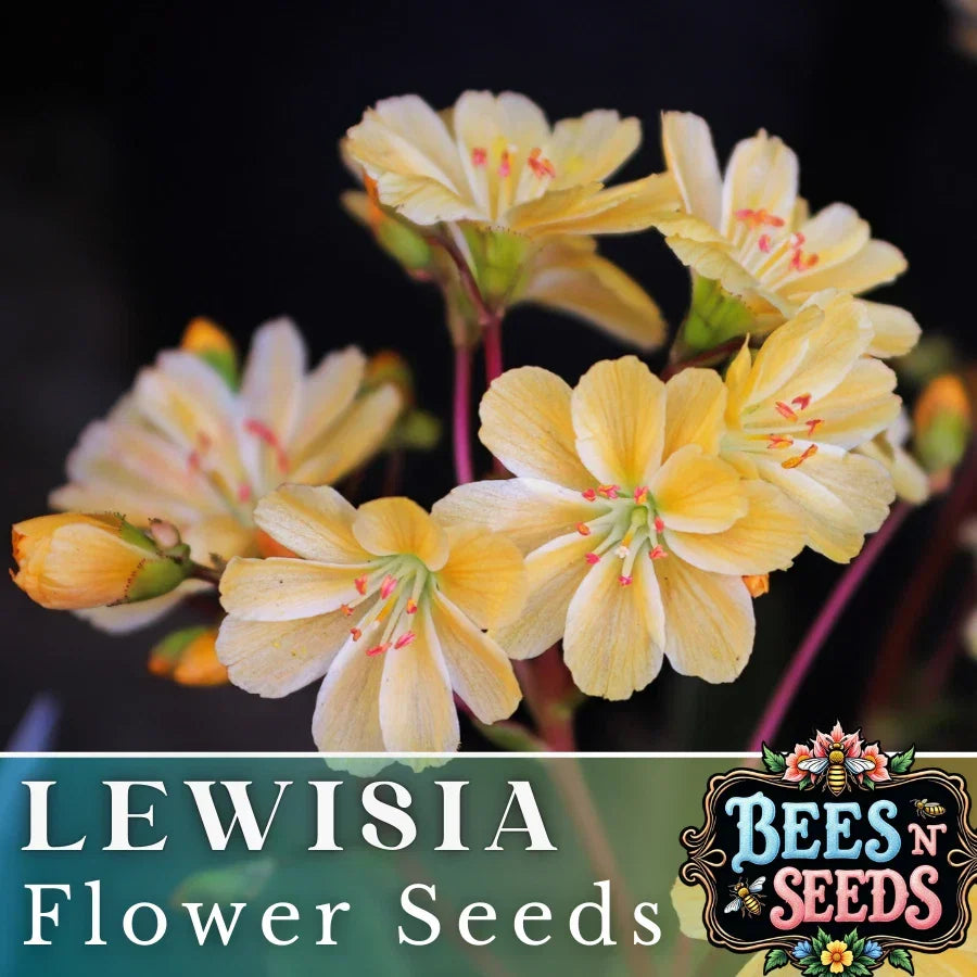 Lewisia Seeds - 35 or 100 Non-GMO Golden Yellow Flower Seeds - Lewisia cotyledon - Hardy Perennial for Garden