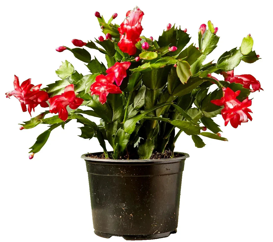 Christmas Cactus Live Plant 4" Pot Red Zygocactus - Indoor Houseplant Succulent - Perfect Holiday Decor