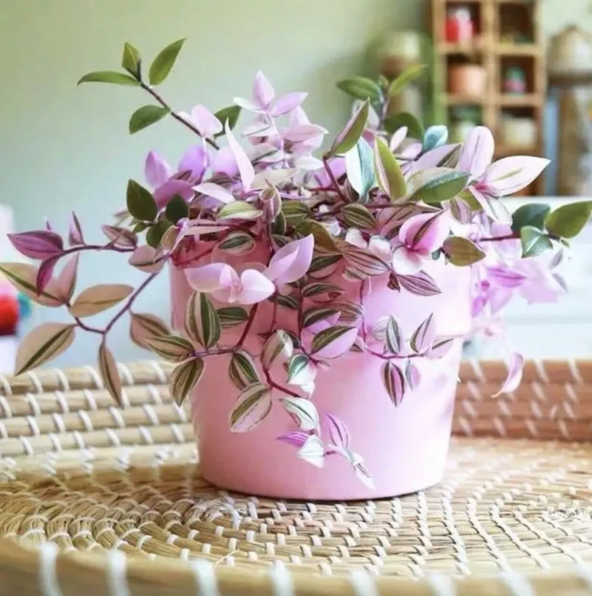 Live Tradescantia Nanouk Cuttings 4”-8” - Rare Pink Wandering Jew Plant - Vibrant Variegated Leaves - Indoor Houseplant
