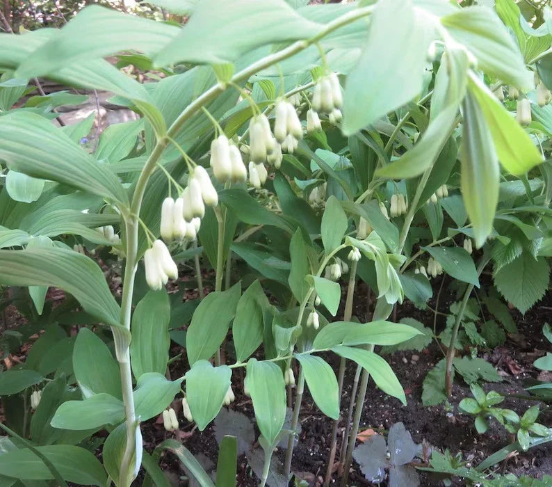 Wild Solomon's Seal Plant Bare Root 5-Pack - Polygonatum biflorum - Graceful Arching Stems & Bell-Shaped Flowers
